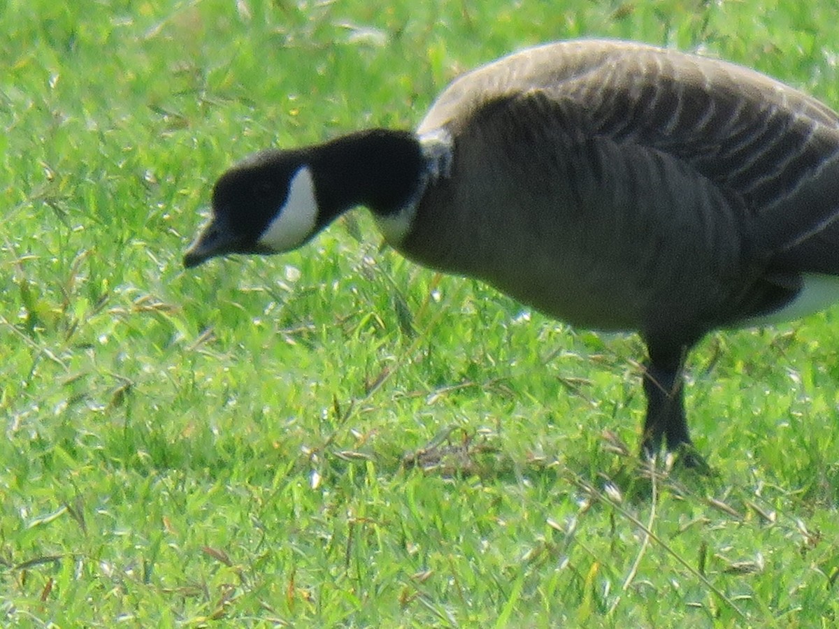 Cackling Goose - ML381491271