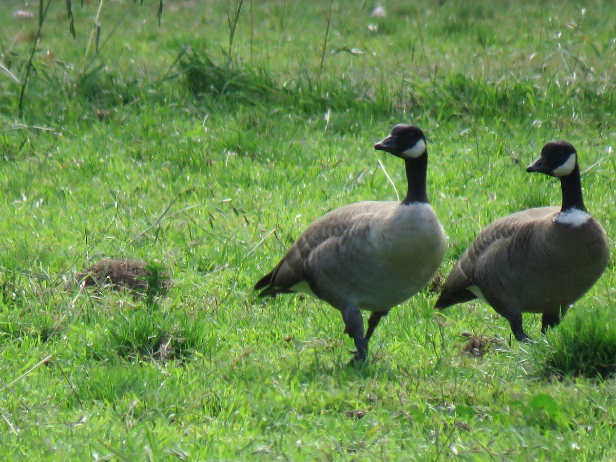 Cackling Goose - ML381491281