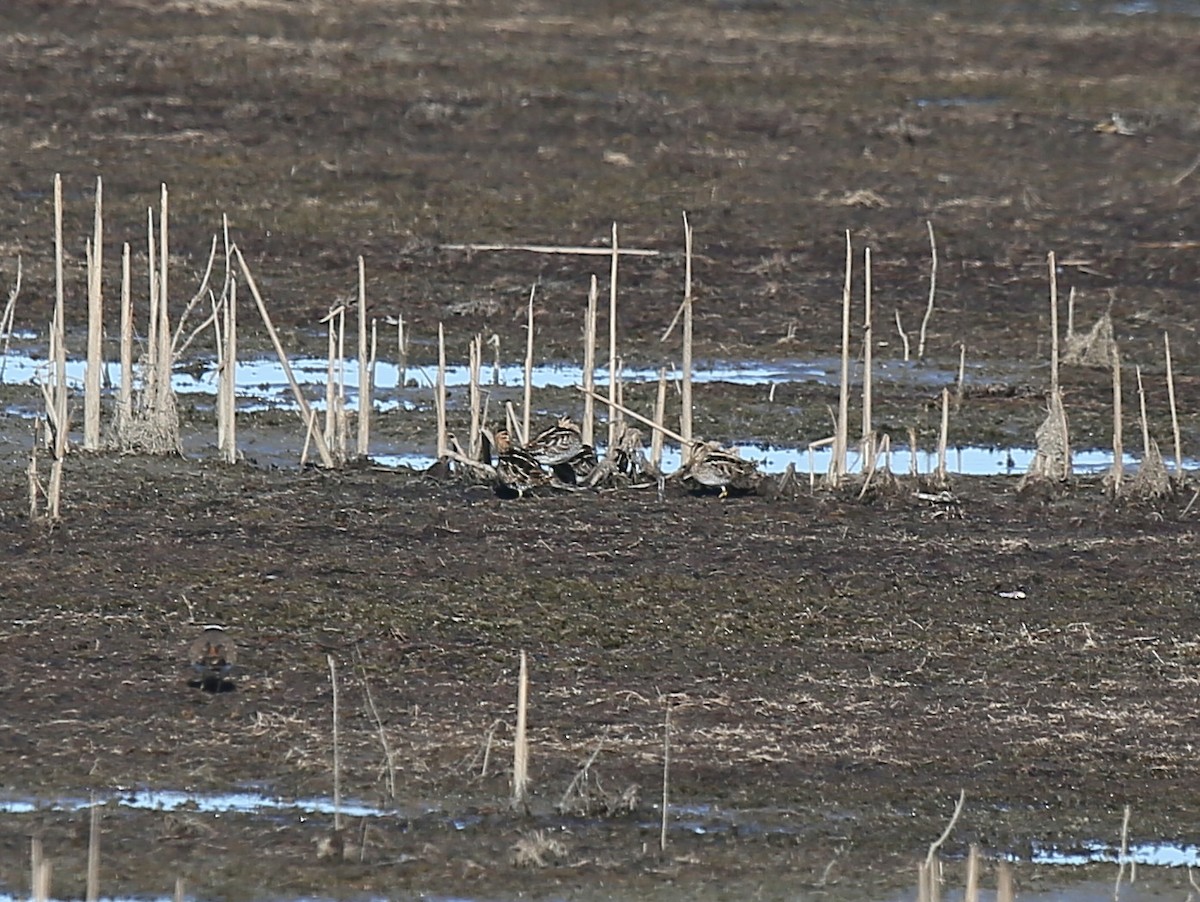 Wilson's Snipe - Ron Sempier