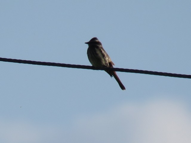 Variegated Flycatcher - ML381496111