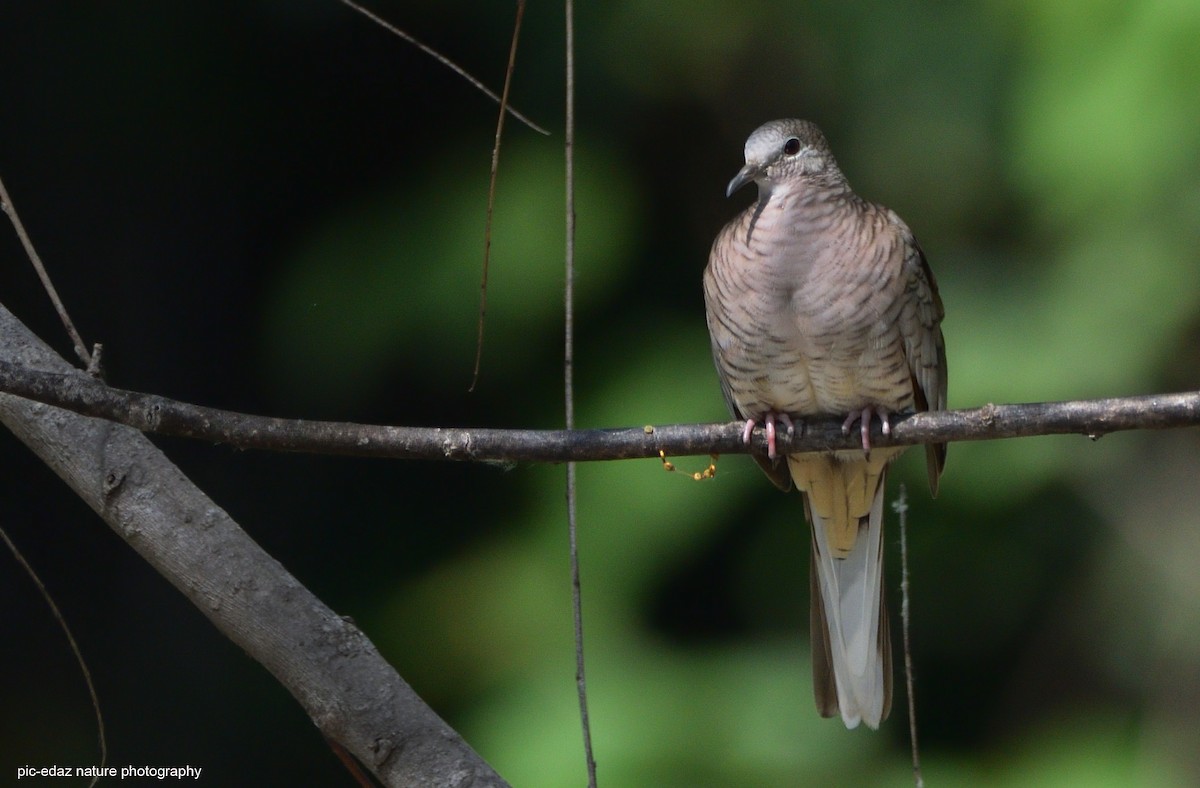 Inca Dove - ML381498021