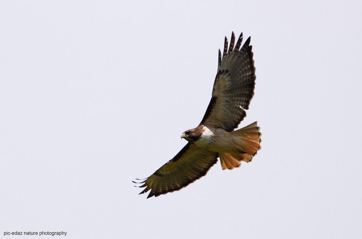 Red-tailed Hawk - ML381498631