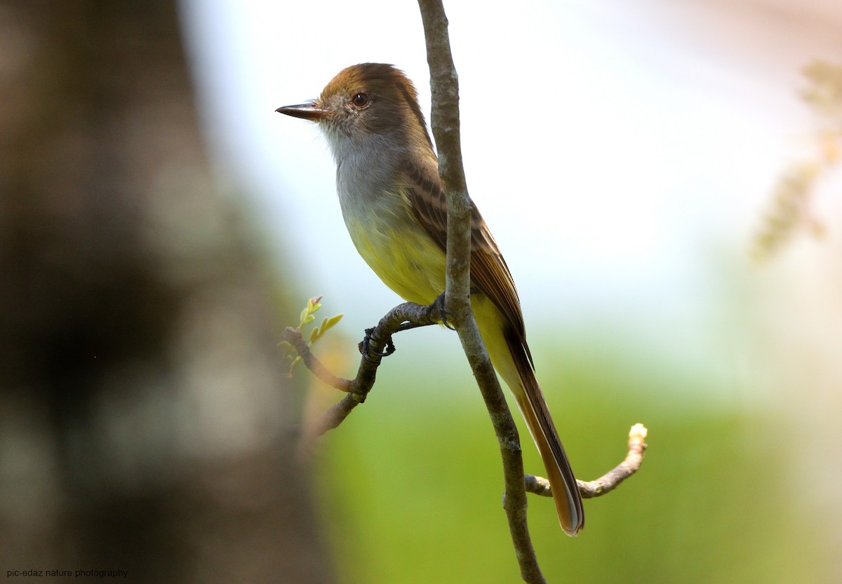 Dusky-capped Flycatcher - ML381498641