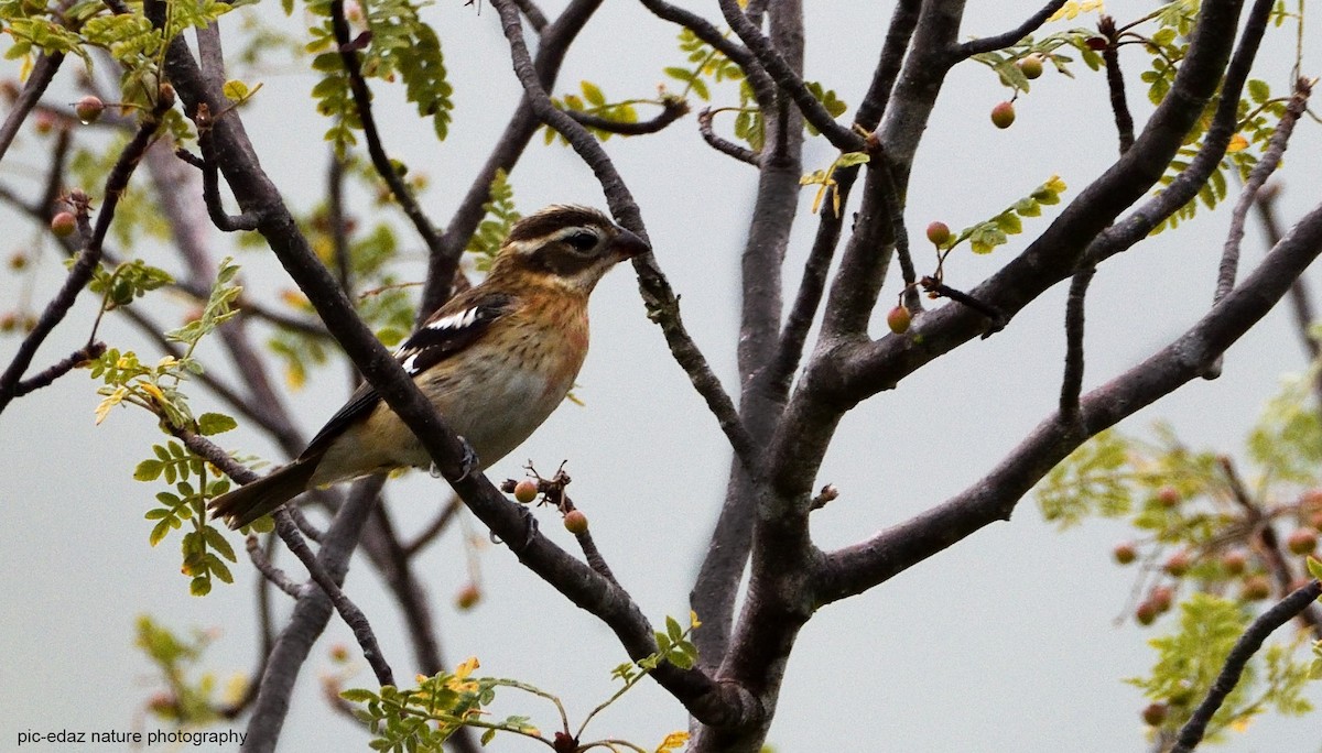 Rose-breasted Grosbeak - ML381498701