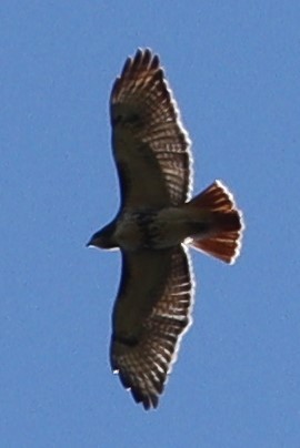 Red-tailed Hawk - ML381498841