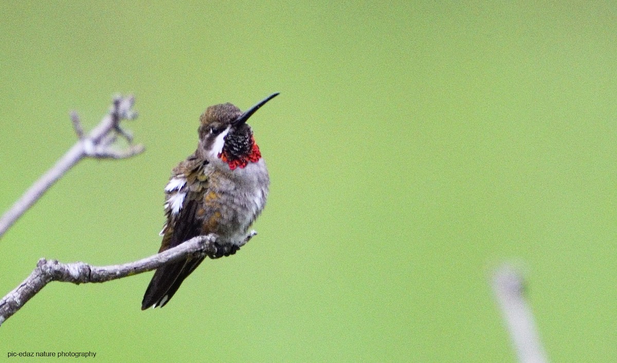 Plain-capped Starthroat - ML381498851