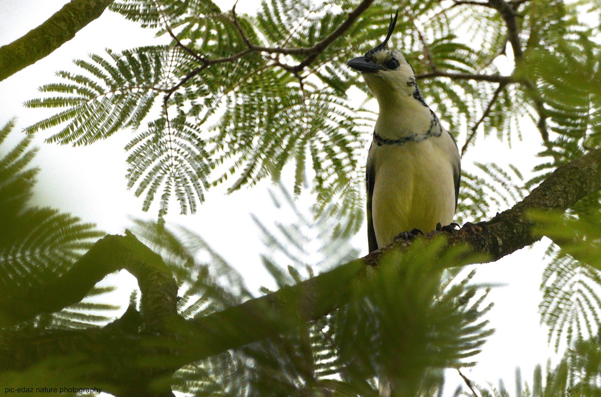 White-throated Magpie-Jay - ML381499001