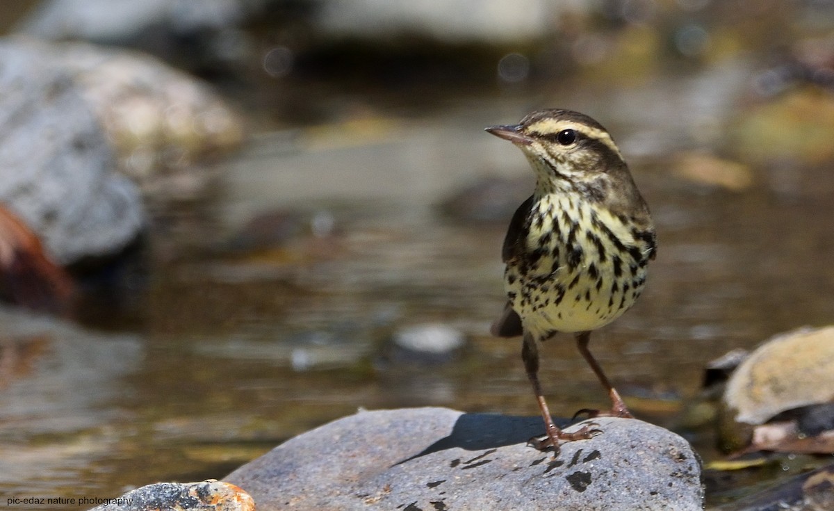 Northern Waterthrush - Edgar Az