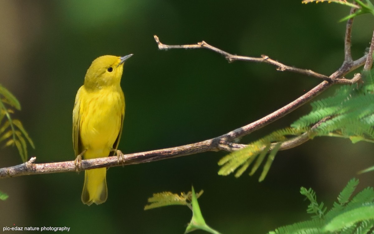 Northern Yellow Warbler - ML381499241