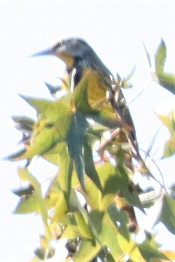 Eastern Meadowlark - ML381499681