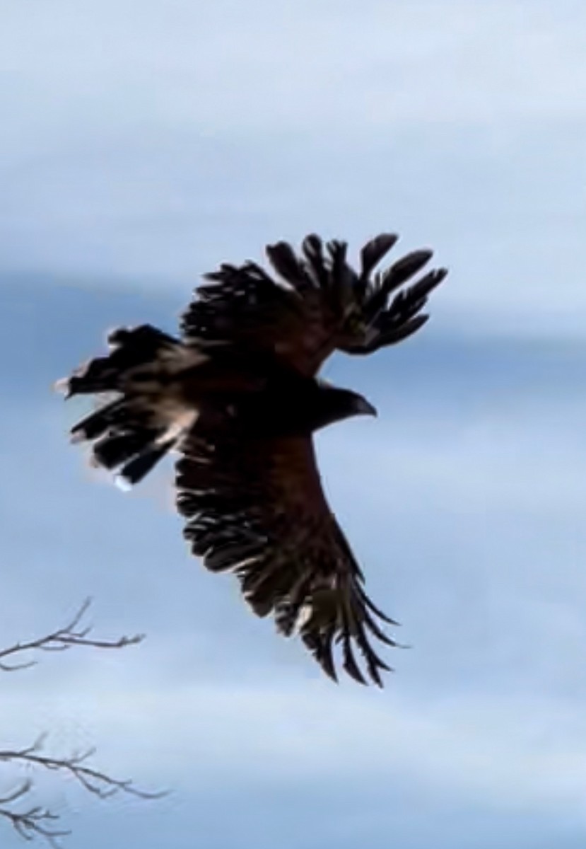 Harris's Hawk - jared chang