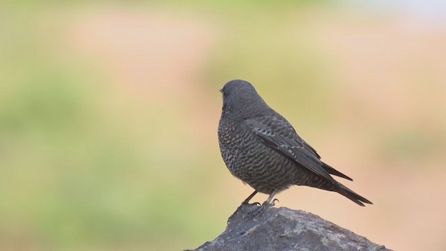 צוקית בודדת - ML381500241