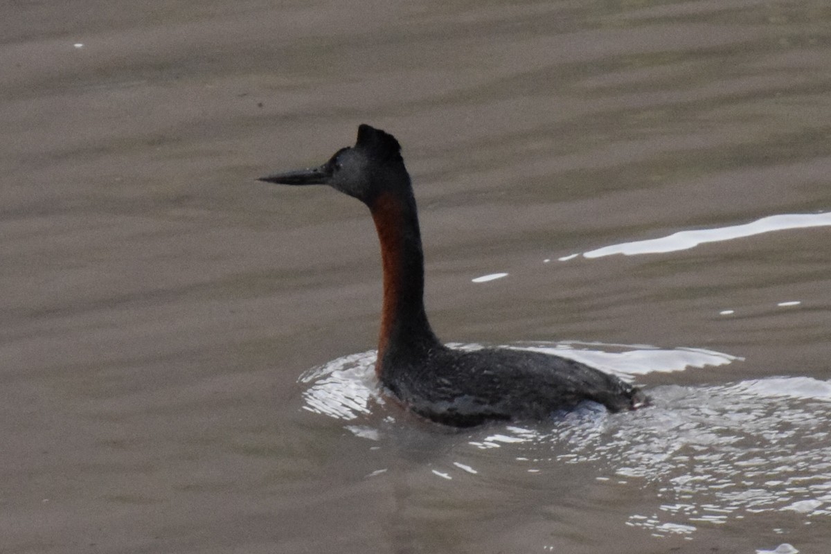 Great Grebe - ML38150031