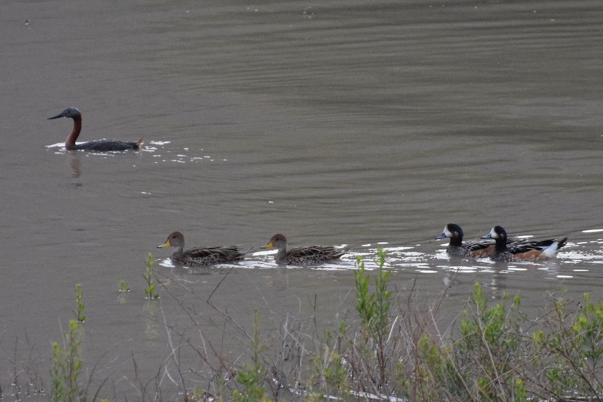 Chiloe Wigeon - ML38150061