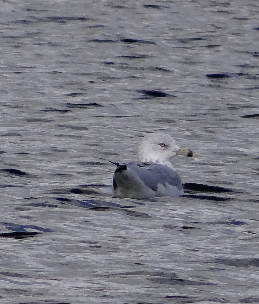 Ring-billed Gull - Robert Dixon