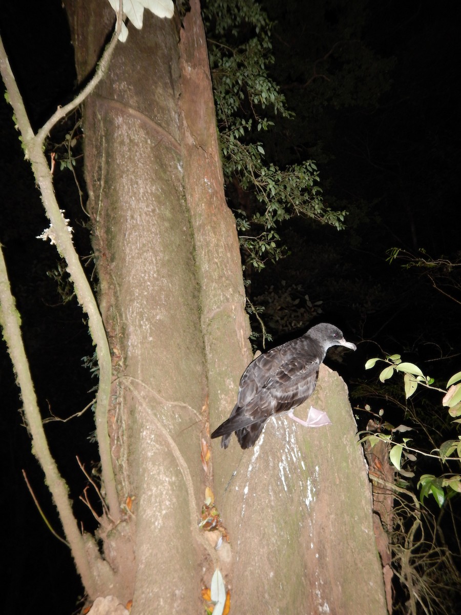 Pink-footed Shearwater - ML381502341