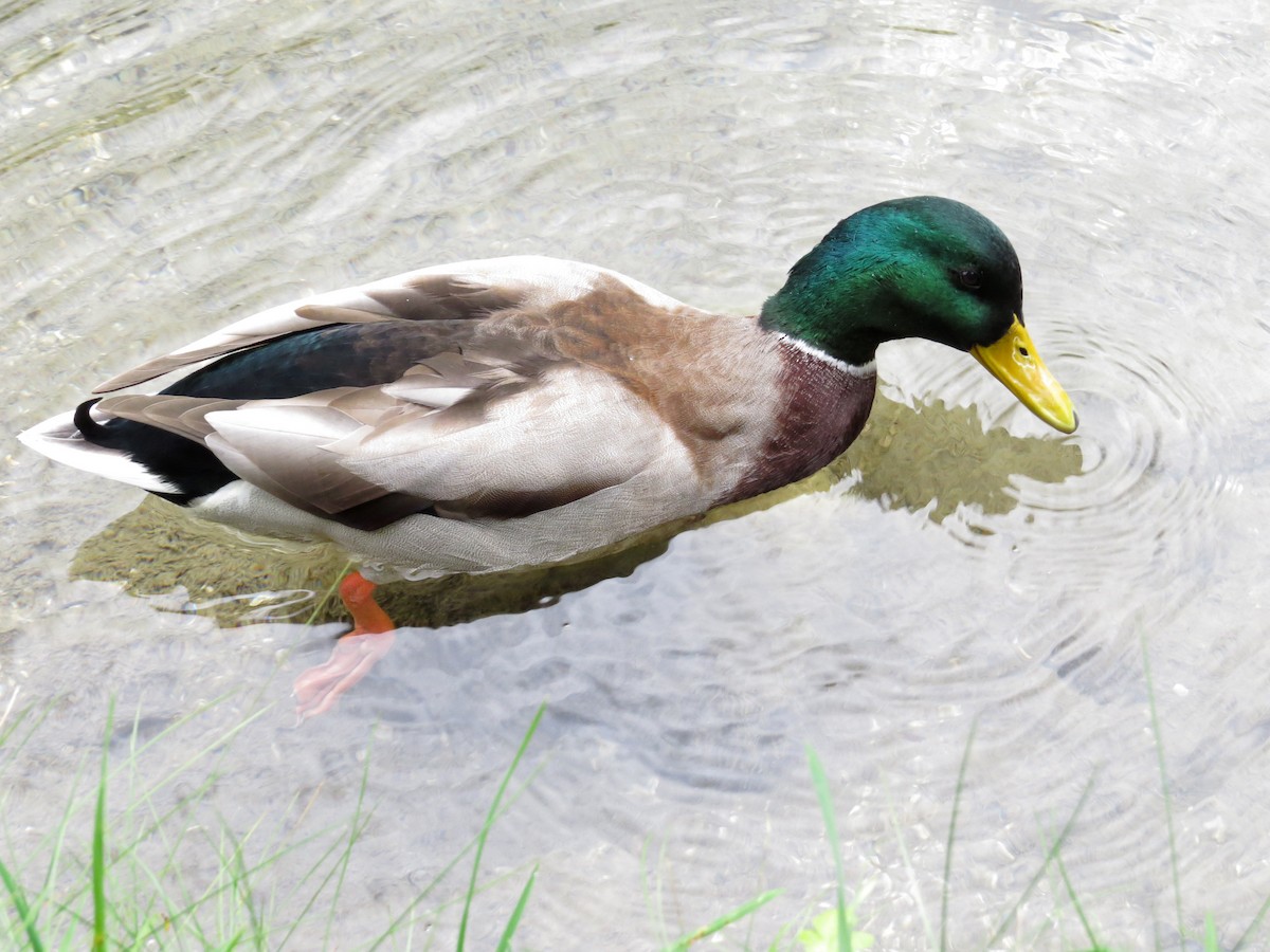 Canard colvert - ML381502391