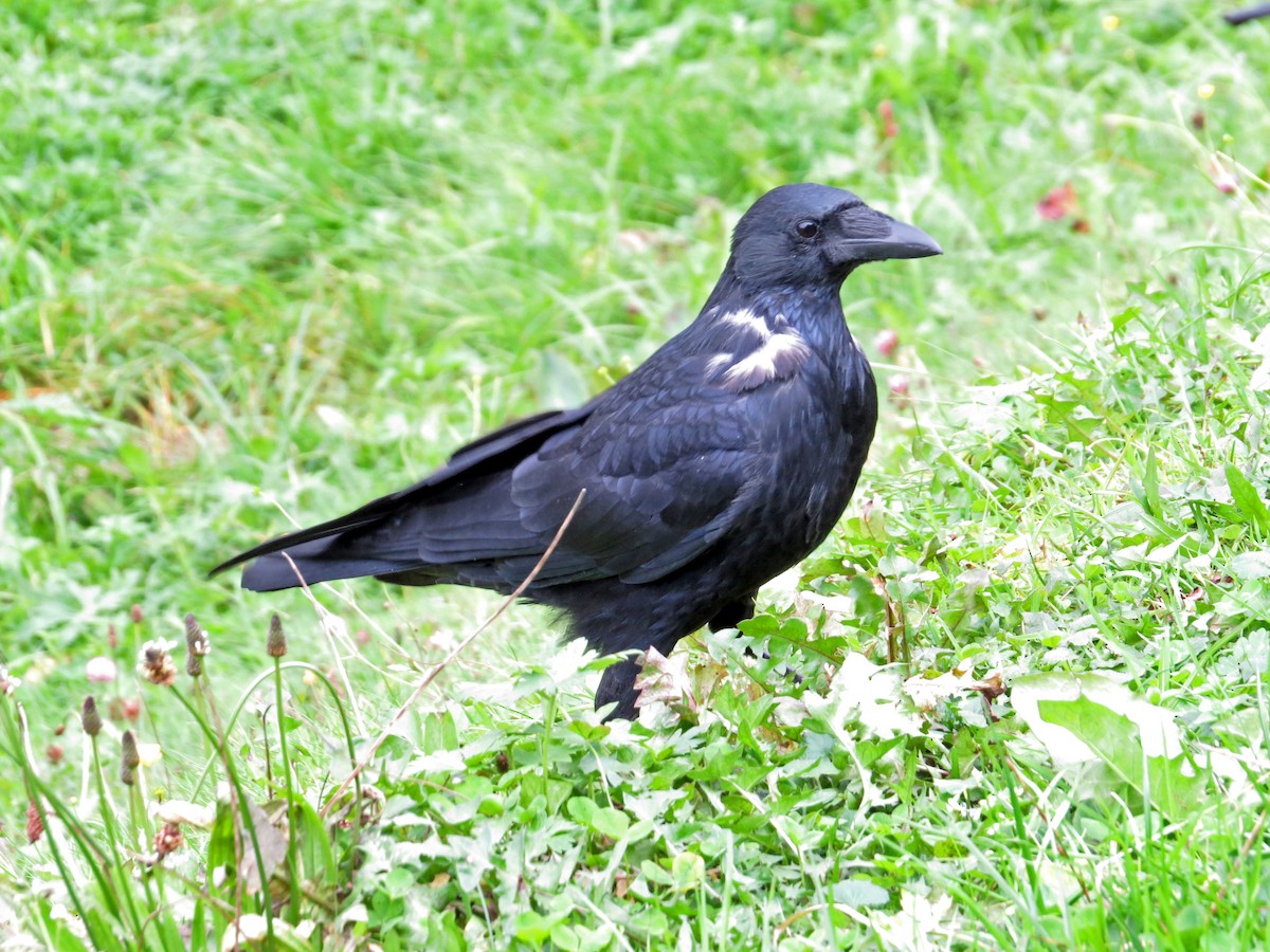 Carrion Crow - ML381502551