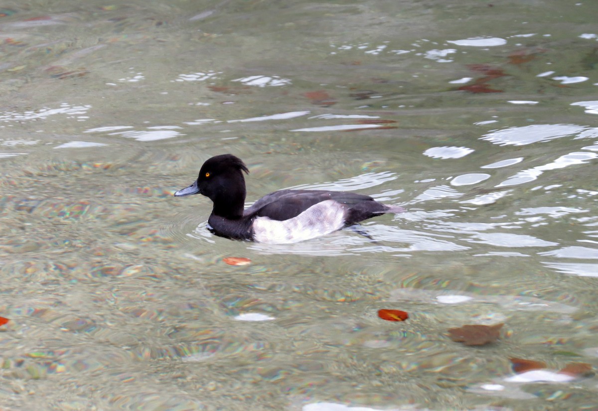 Tufted Duck - Carly Wainwright