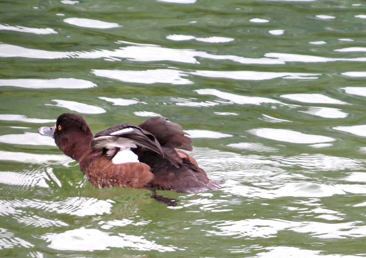 Tufted Duck - Carly Wainwright