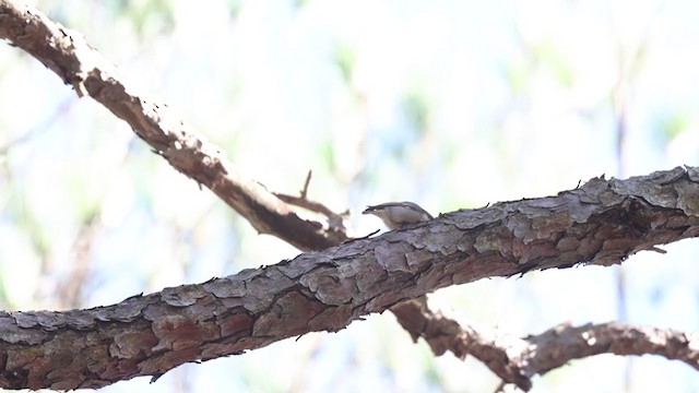 Brown-headed Nuthatch - ML381503011