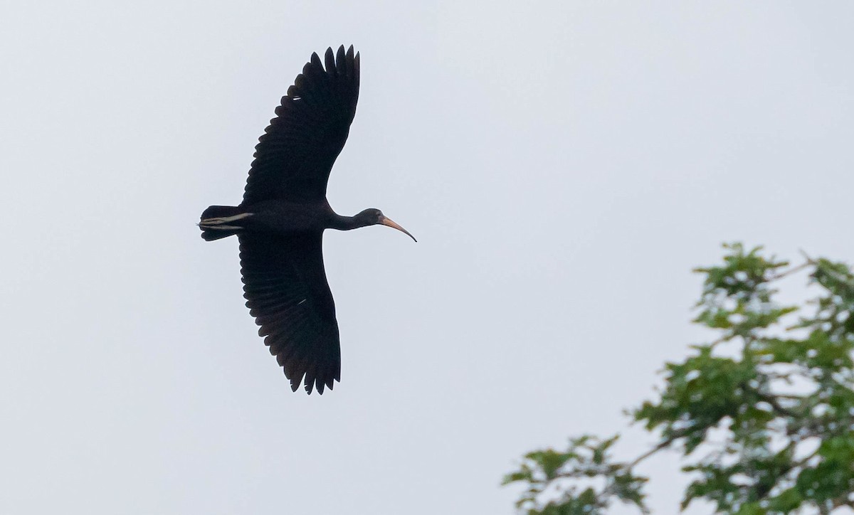 ibis tmavý - ML381503341