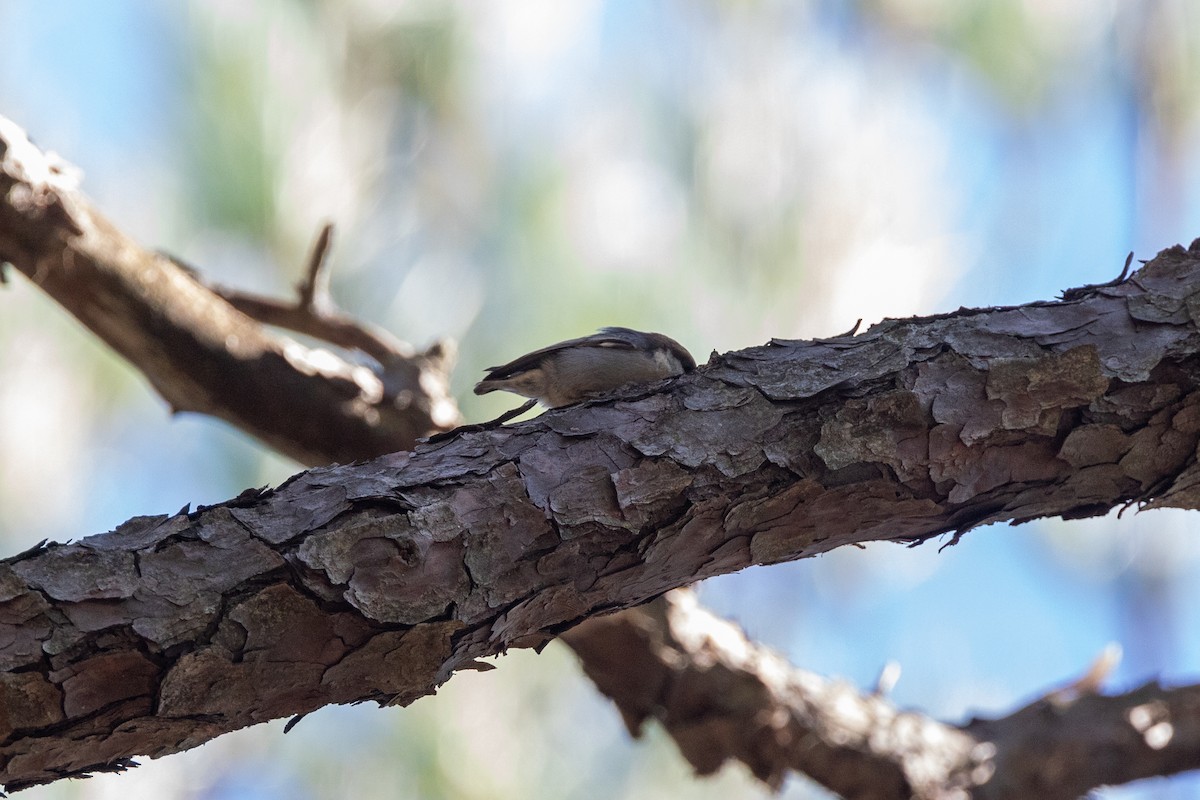 Brown-headed Nuthatch - ML381503361