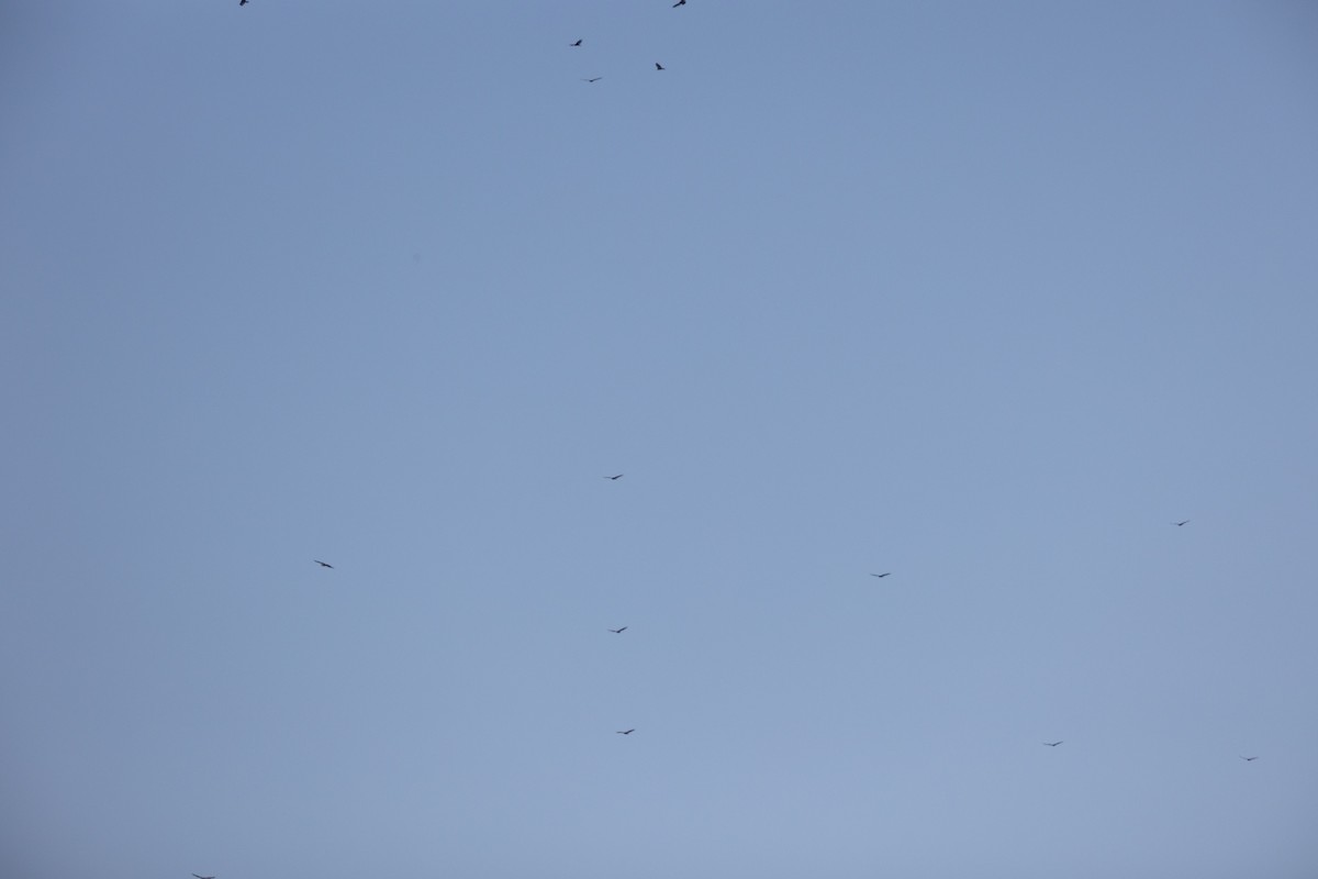 Turkey Vulture - ML381504111