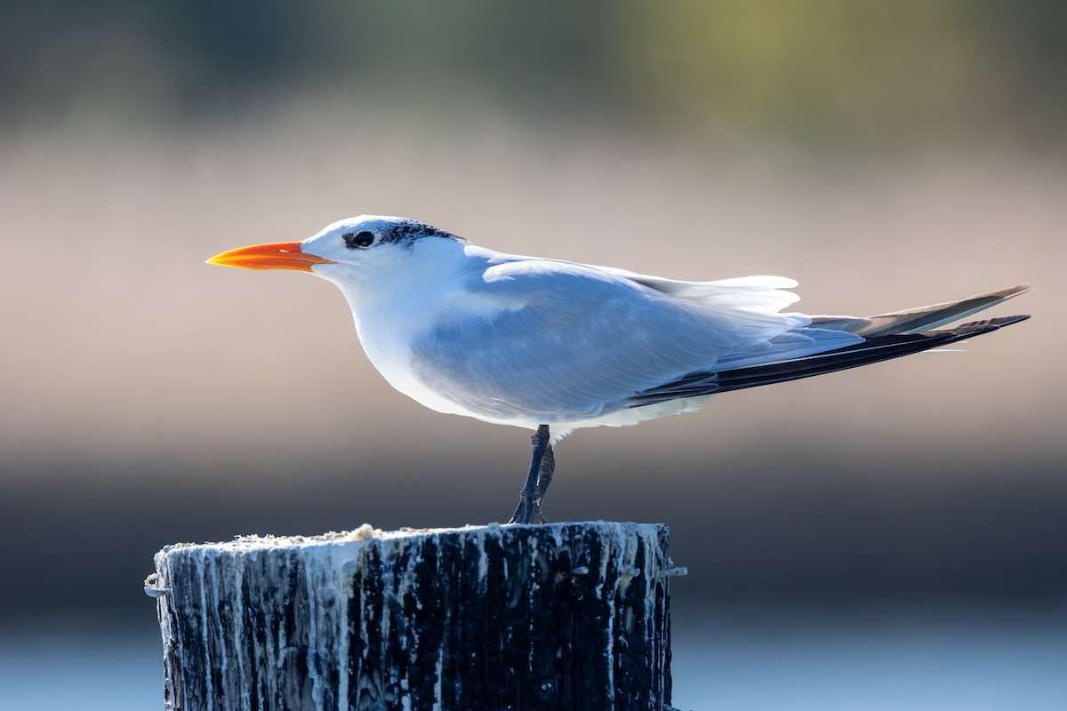 Royal Tern - ML381504131