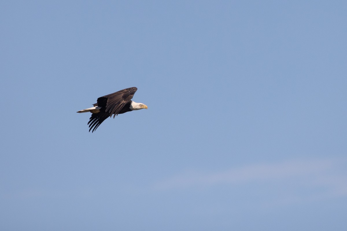Bald Eagle - ML381504181