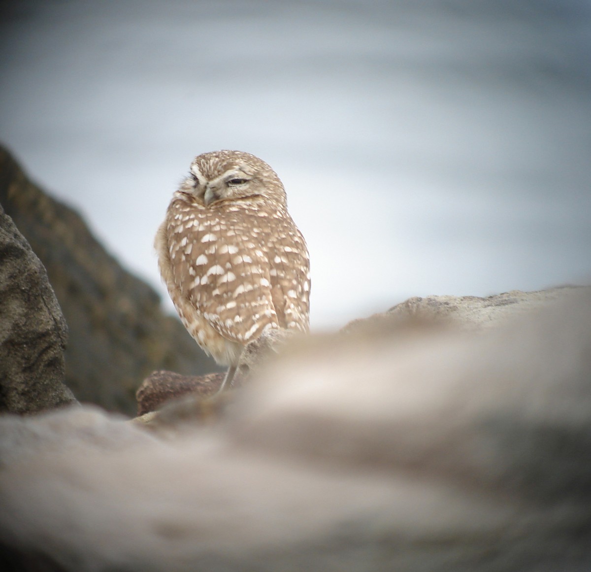 Burrowing Owl - ML381504591