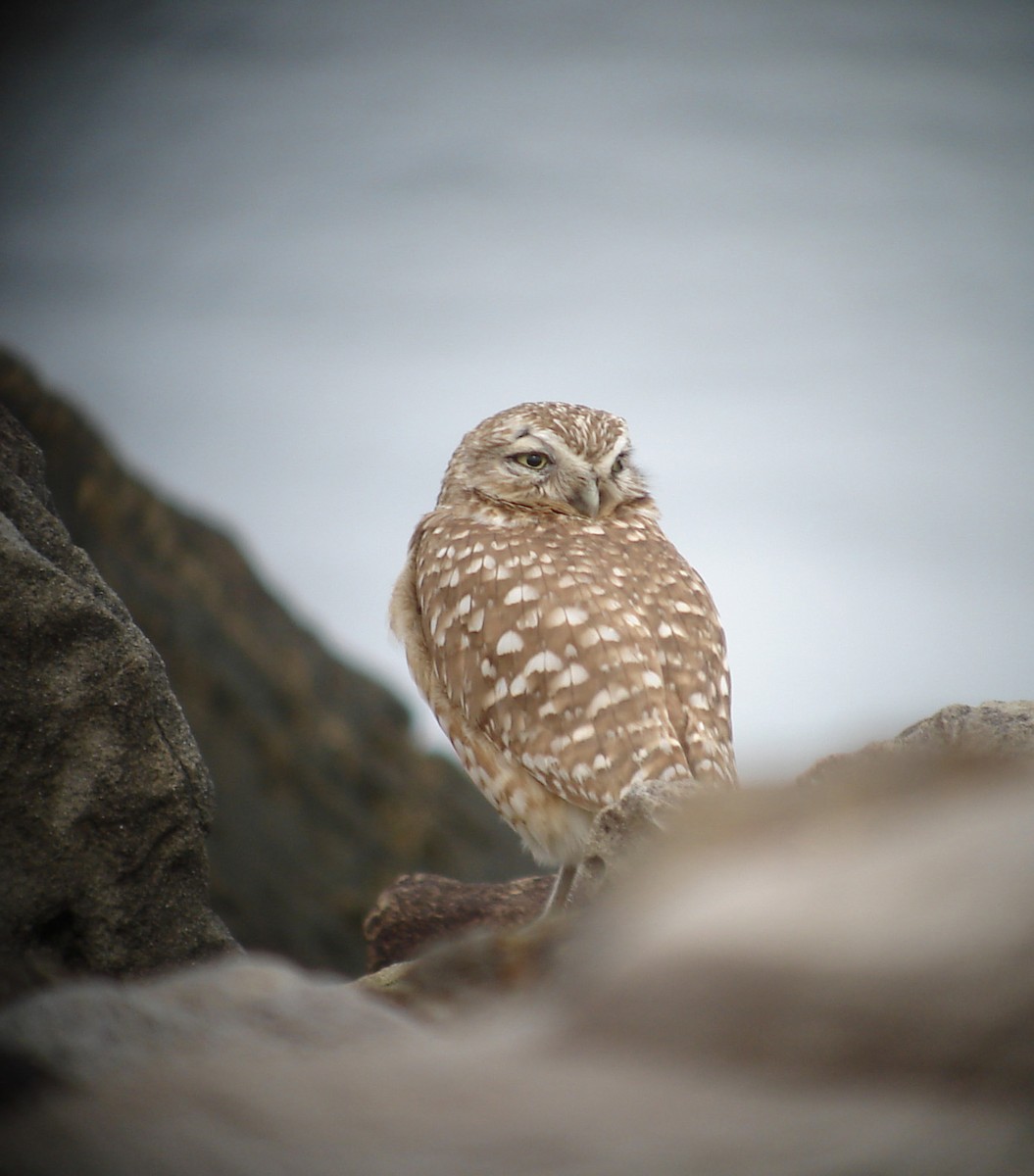 Burrowing Owl - ML381504731