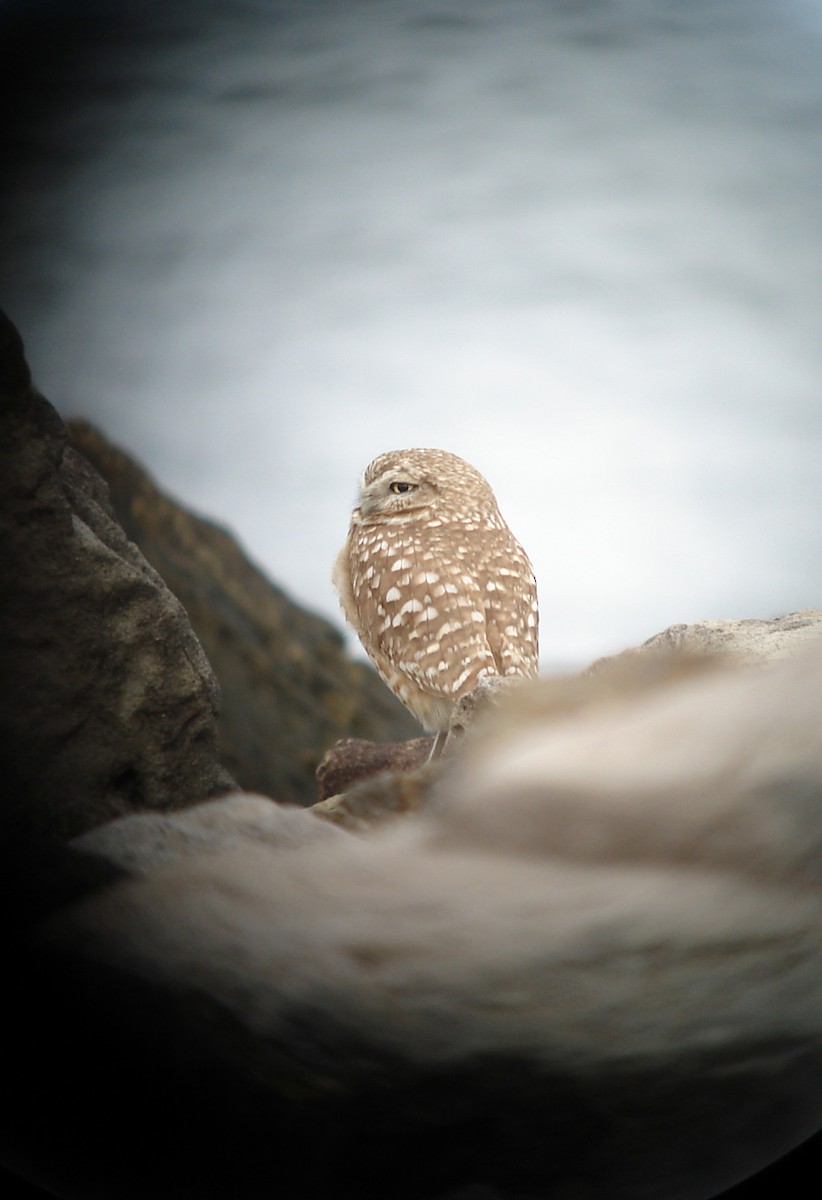 Burrowing Owl - ML381504781