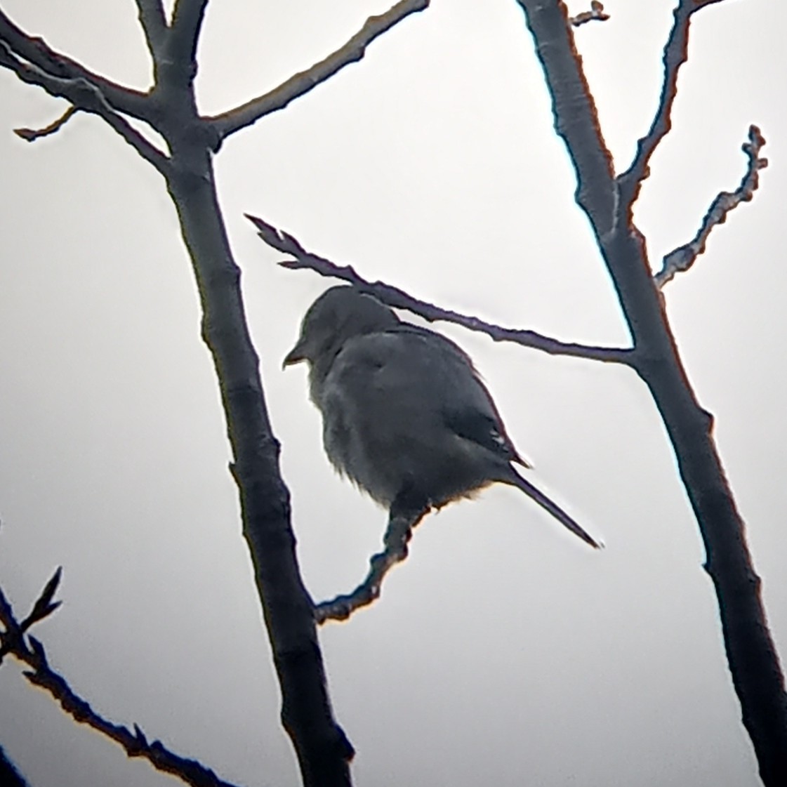 Northern Shrike - ML381506451