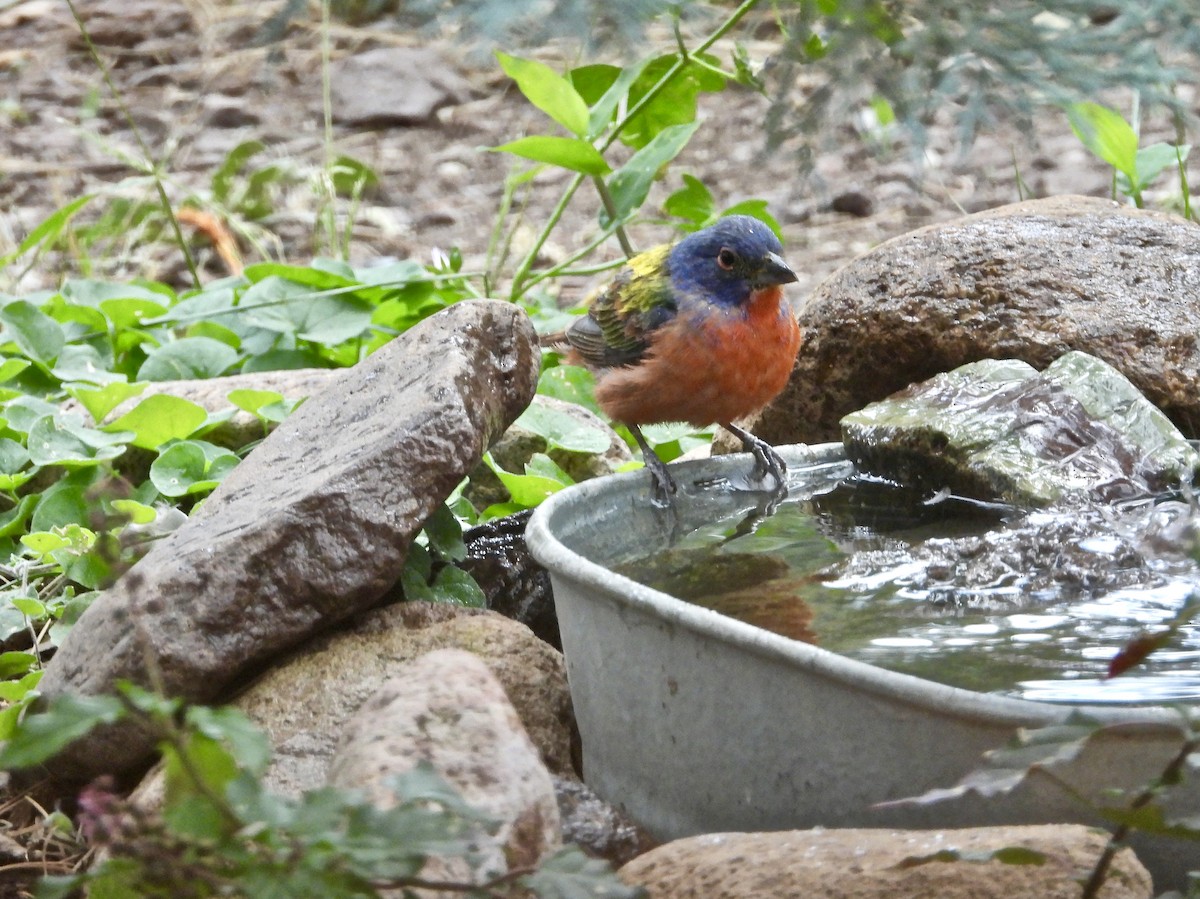 Painted Bunting - Lorrie Lowrie