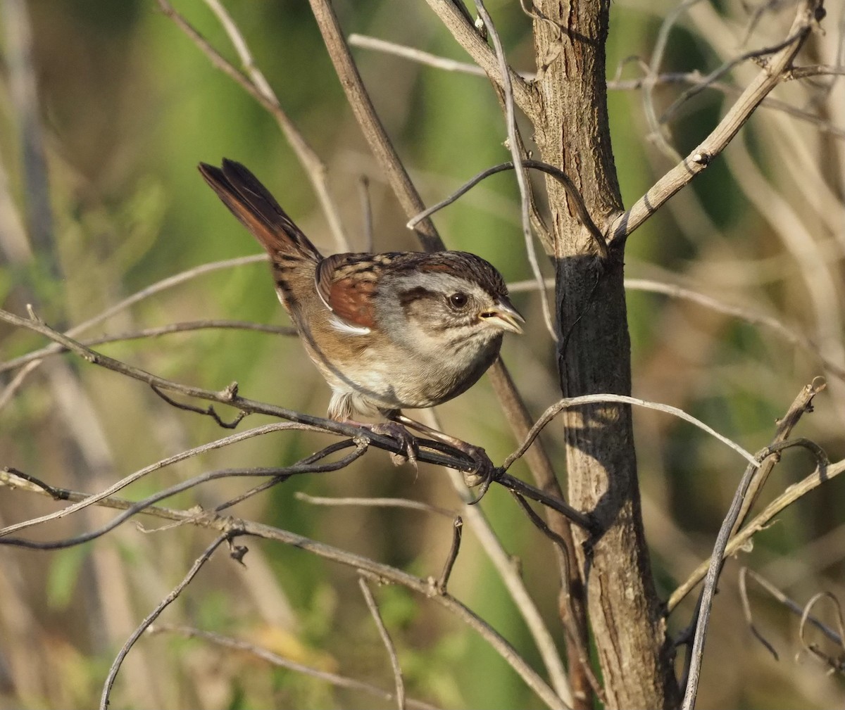 Swamp Sparrow - ML381508391
