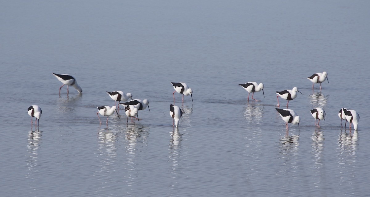 Banded Stilt - ML381508461