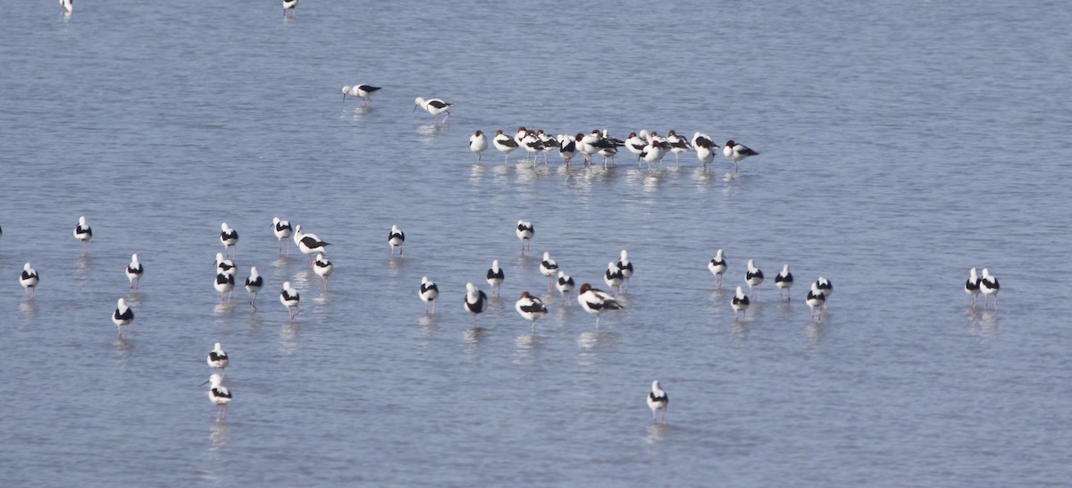 Red-necked Avocet - ML381508731