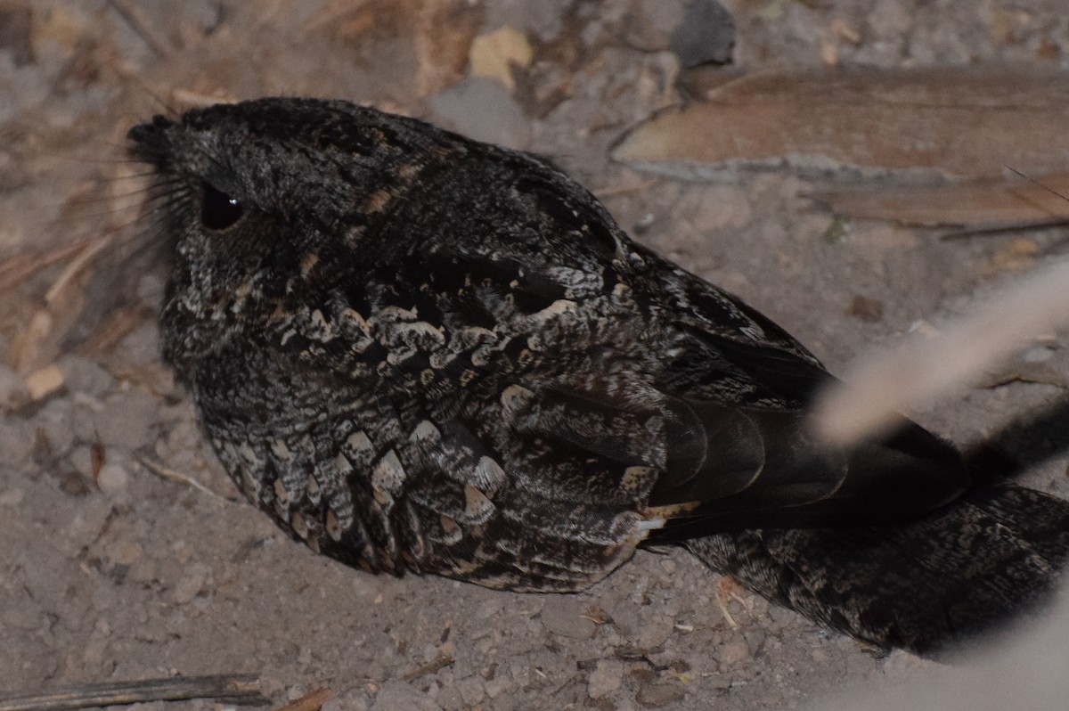 Band-winged Nightjar - ML38151241