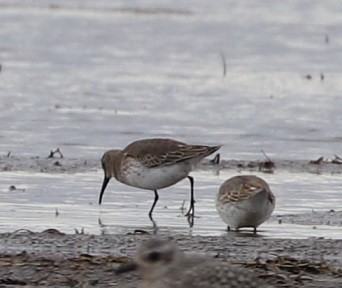 Dunlin - ML381513051