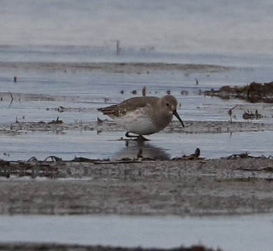 Dunlin - ML381513071