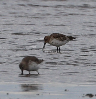 Dunlin - ML381513081