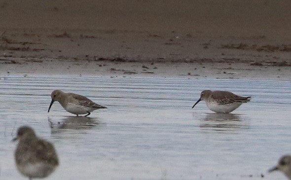 Dunlin - ML381513091