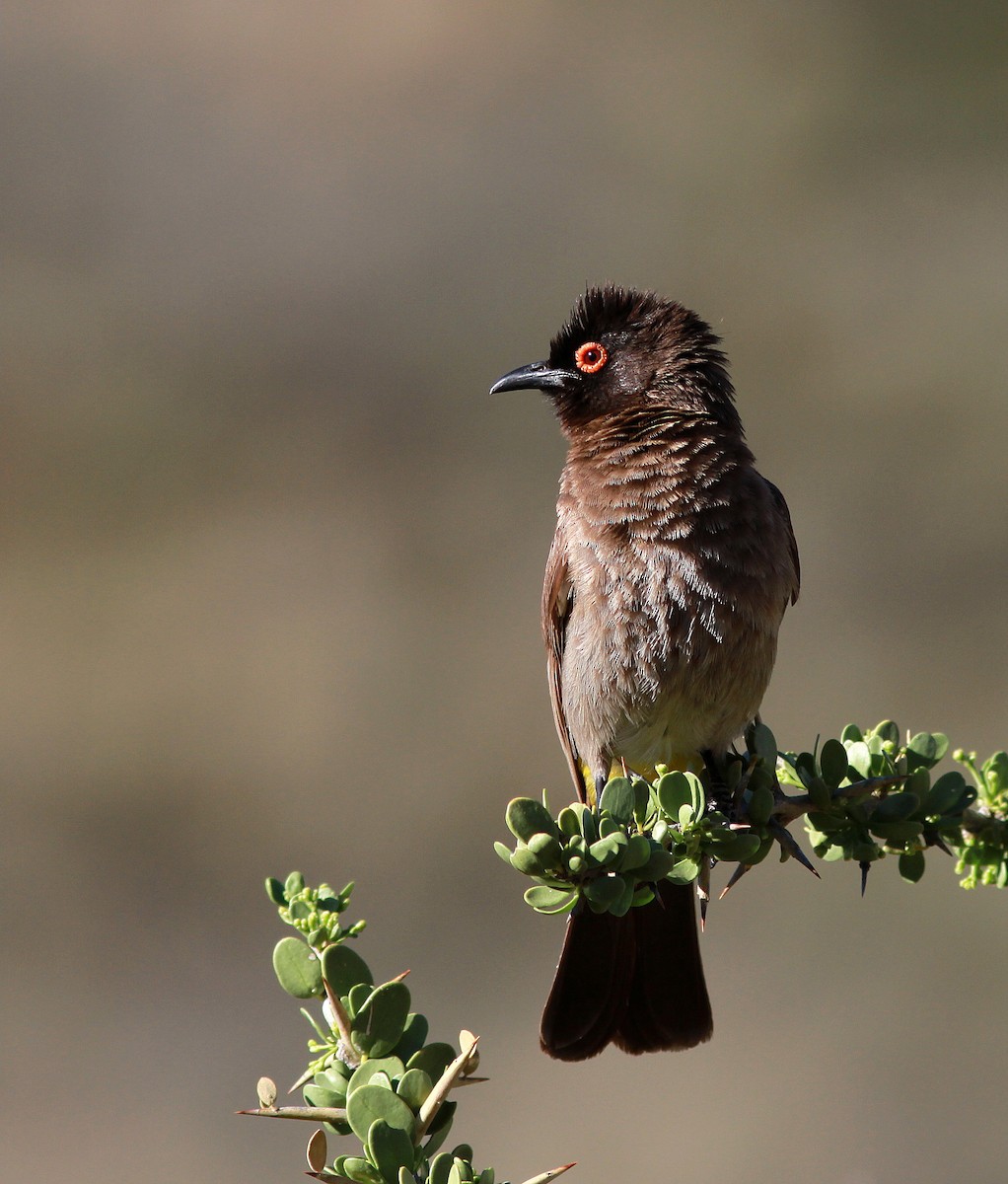 Black-fronted Bulbul - ML38151421