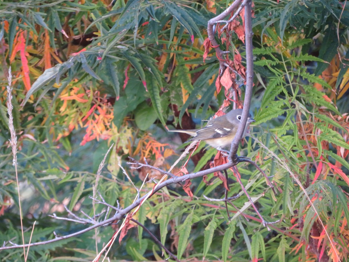 Blue-headed Vireo - ML381515231