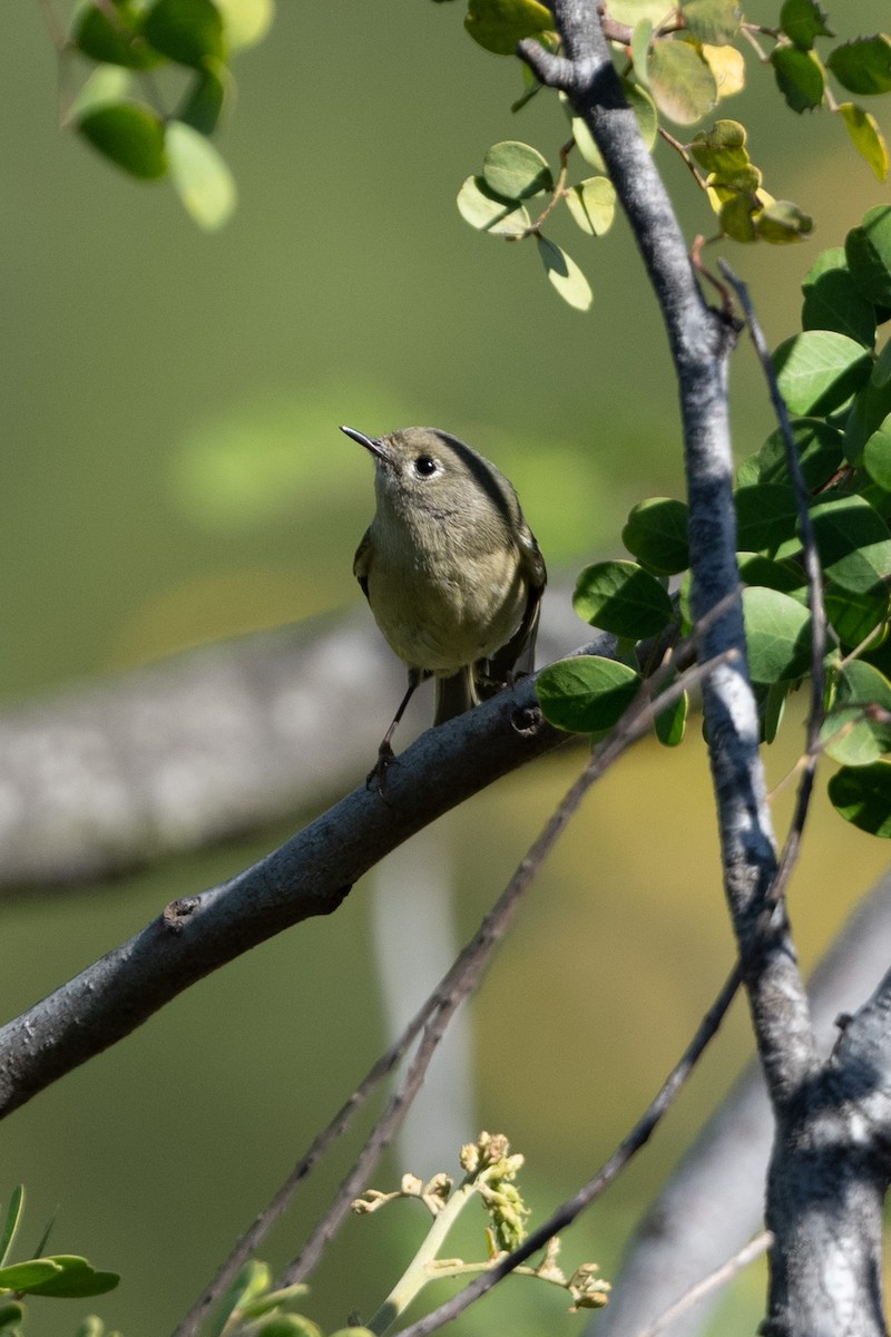 Ruby-crowned Kinglet - ML381515791