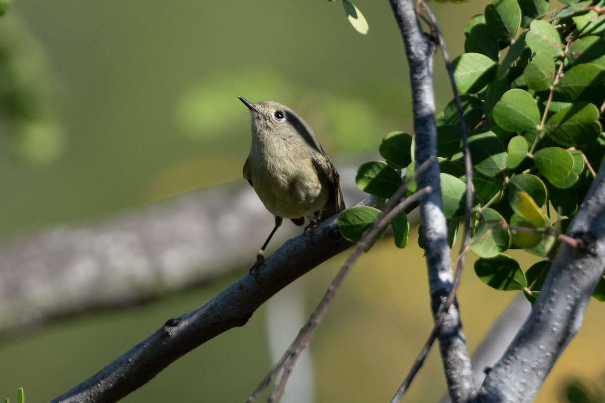 Ruby-crowned Kinglet - ML381515801