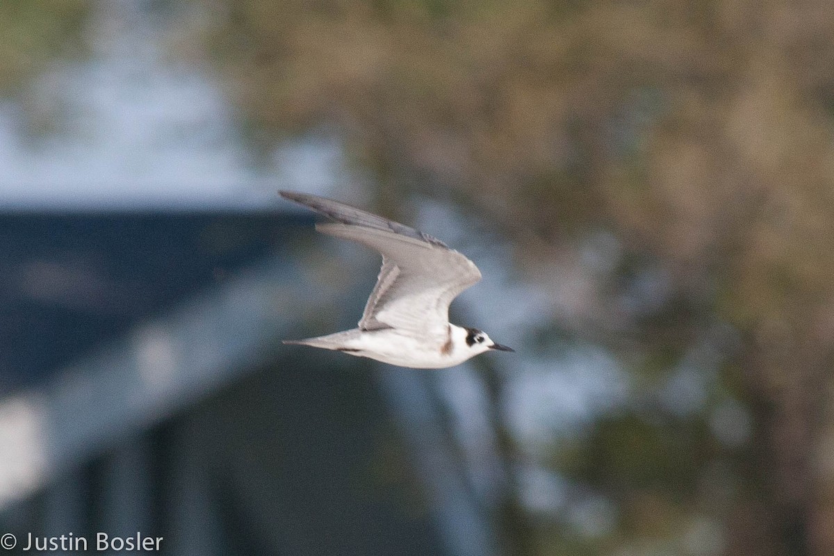 Black Tern - ML381515831