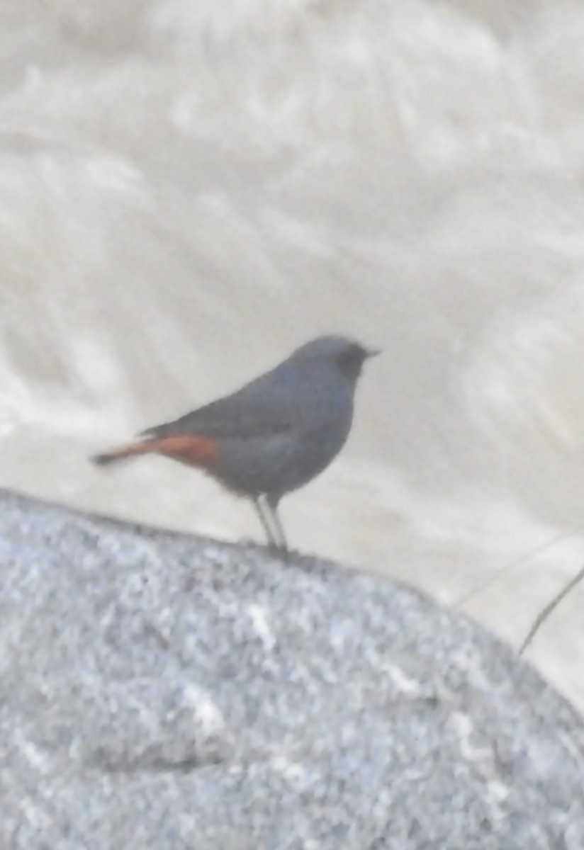 Plumbeous Redstart - ML381516191