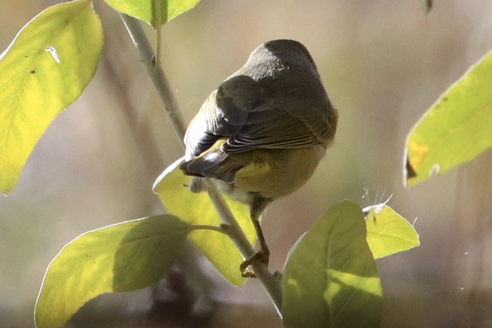 Nashville Warbler - ML381517021